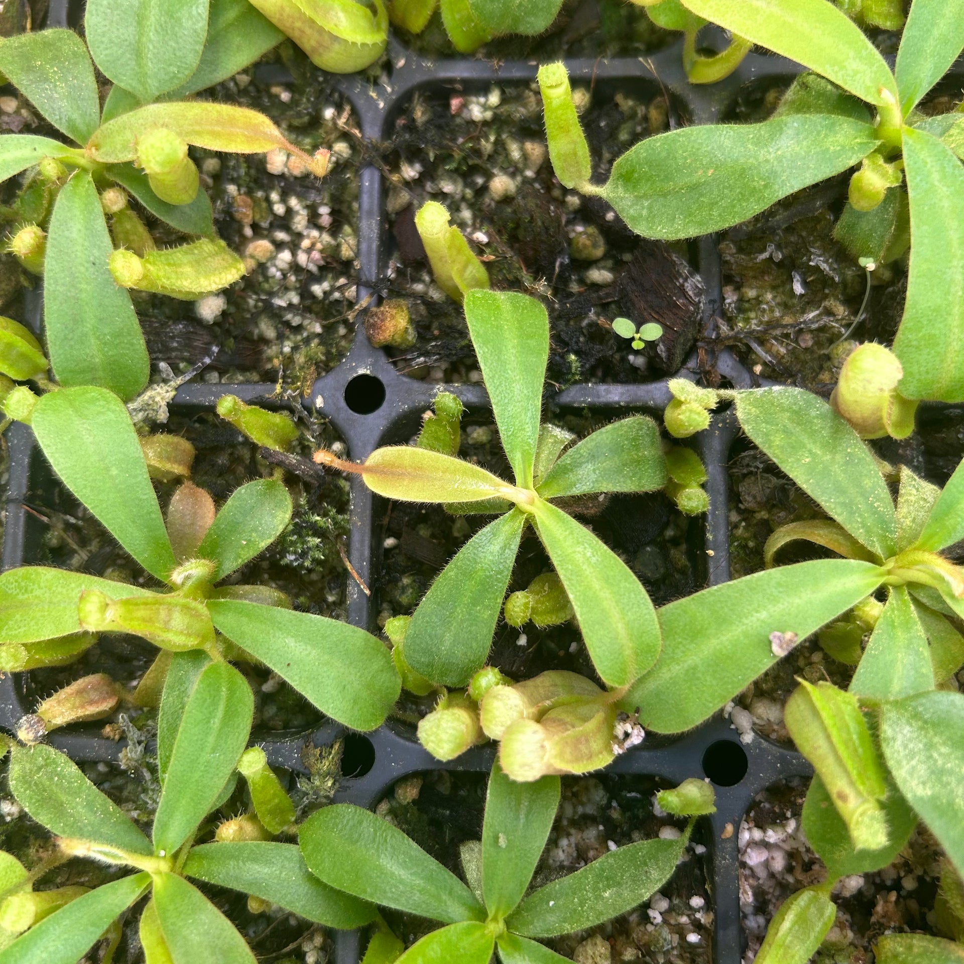 Nepenthes veitchii (JB x Cobra), CAR-0440 – Carnivero