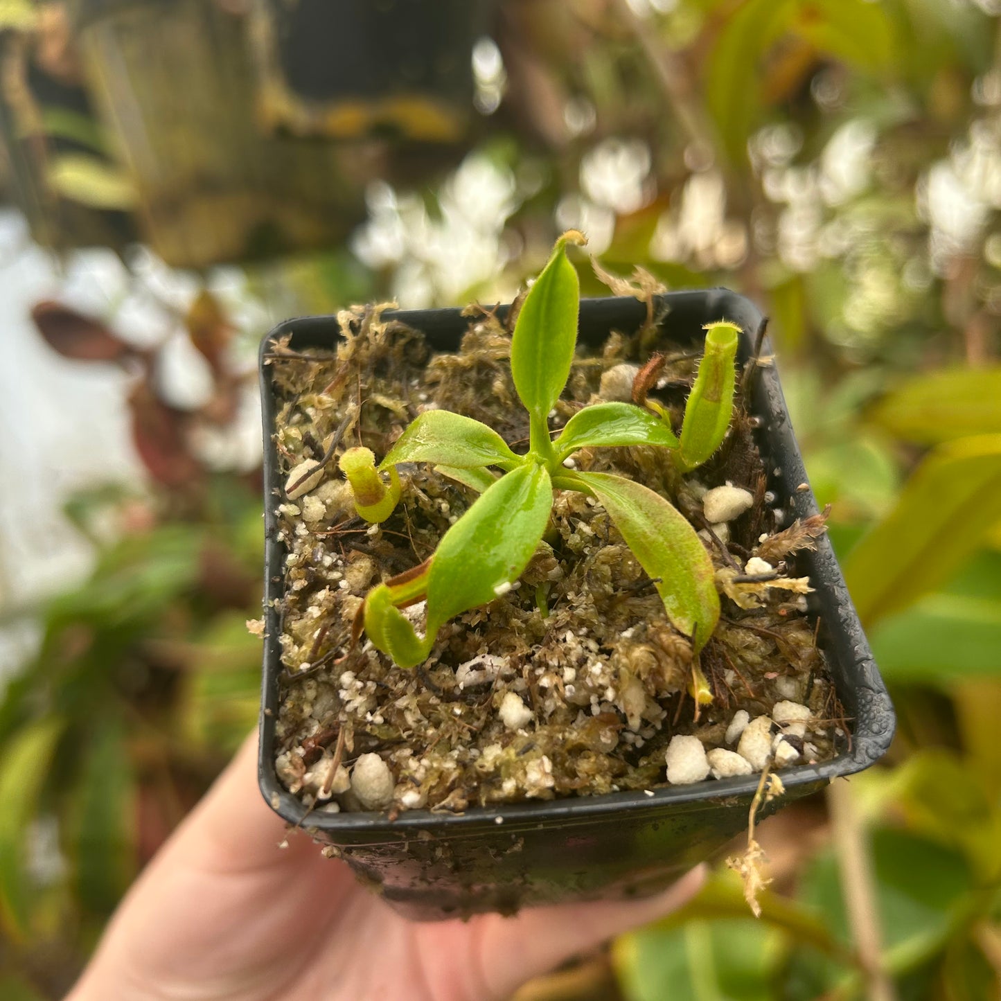 Nepenthes 'Red Dragon' x veitchii LL, CAR-0503
