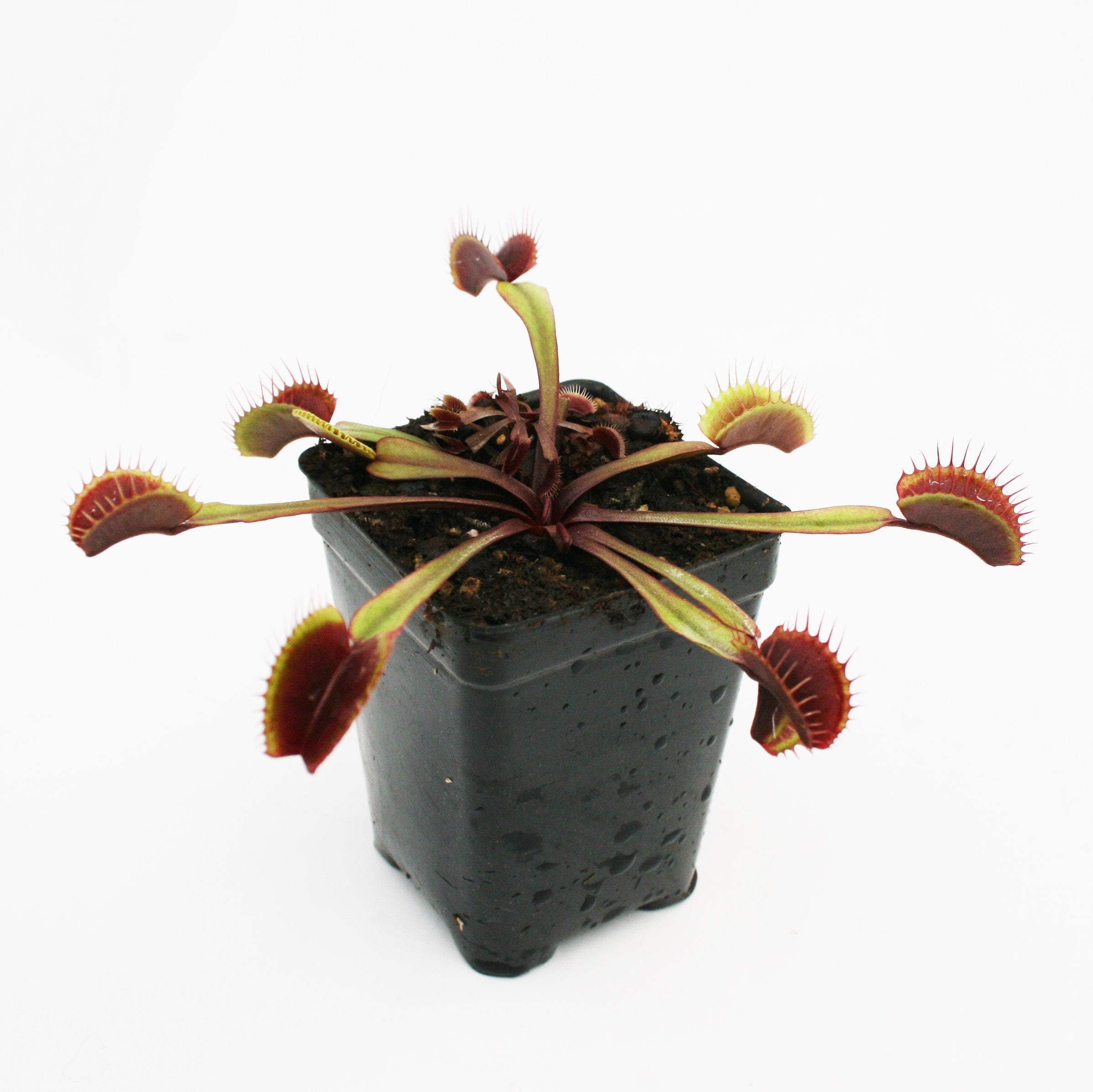 Venus Flytrap 