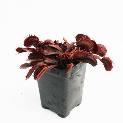 Venus Flytrap Red Dragon cultivar with deep red traps and long spiky cilia in a small pot