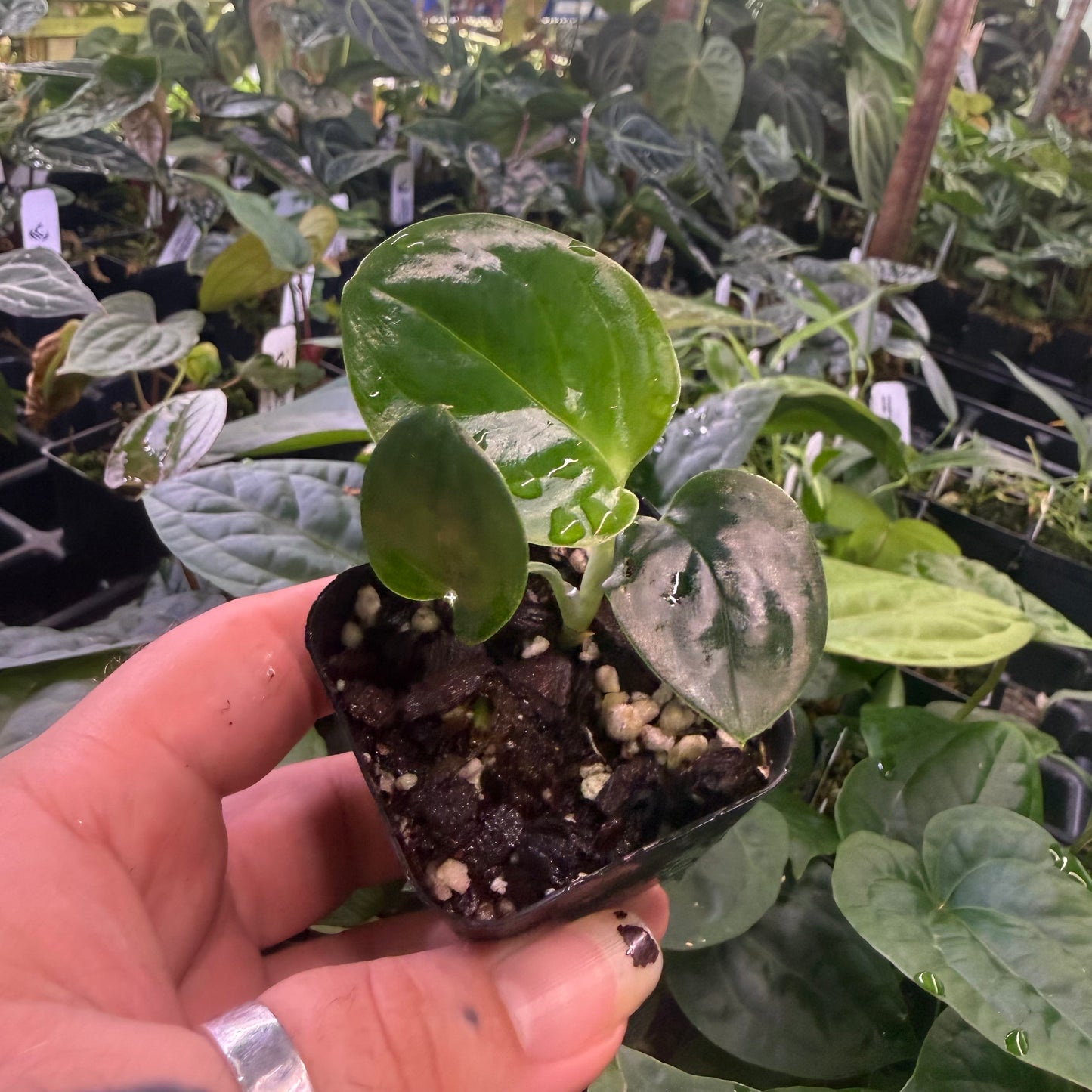 Monstera alcirana, IMP-0294