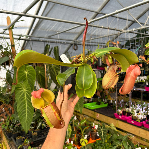 Nepenthes hybrid with a long red pitcher and green leaves held in a greenhouse