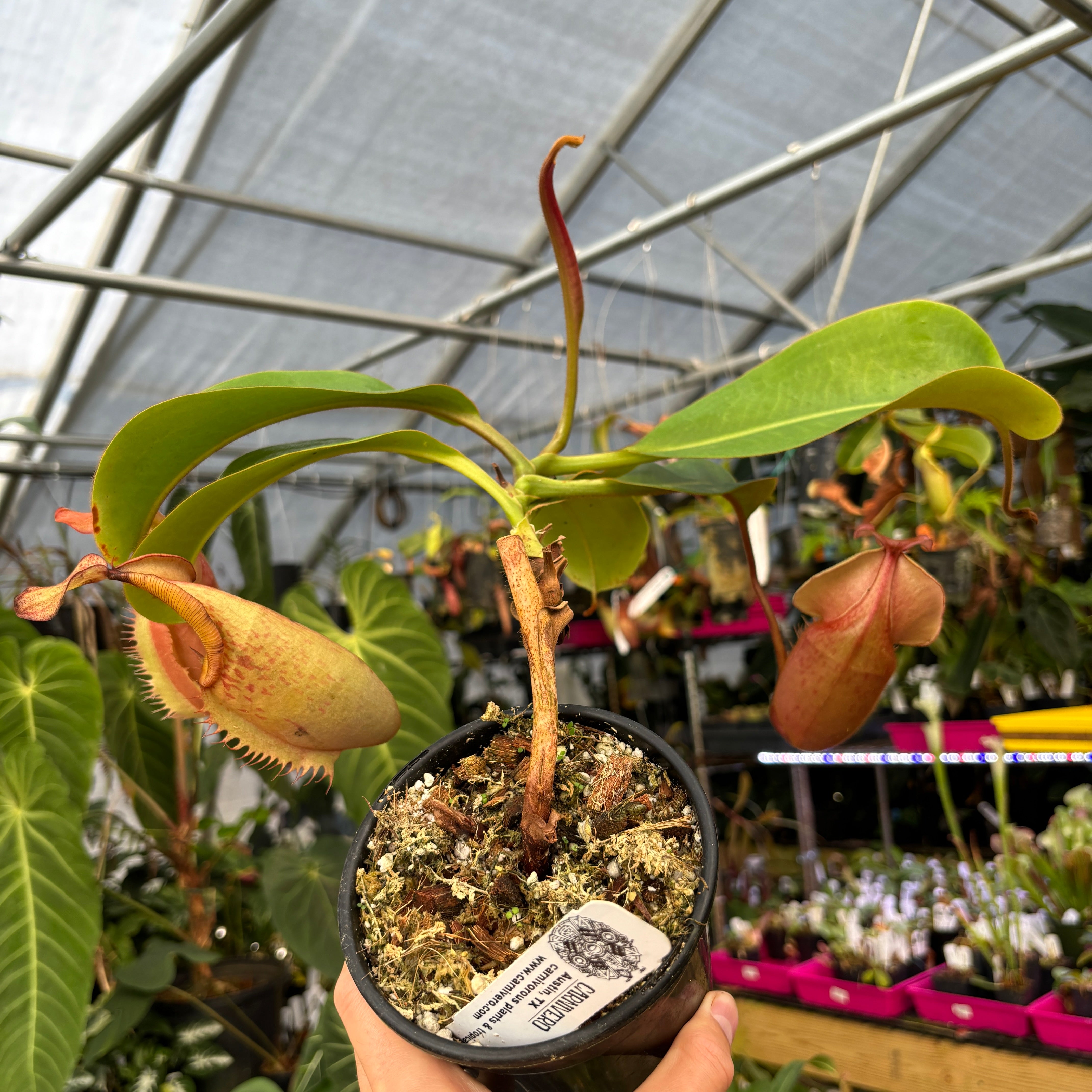 A408] Nepenthes [(Rokko x boschiana) x veitchii] x veitchii (m