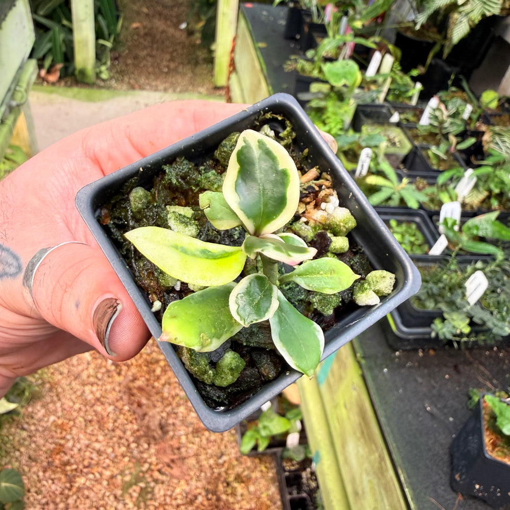 w283] Hoya carnosa 