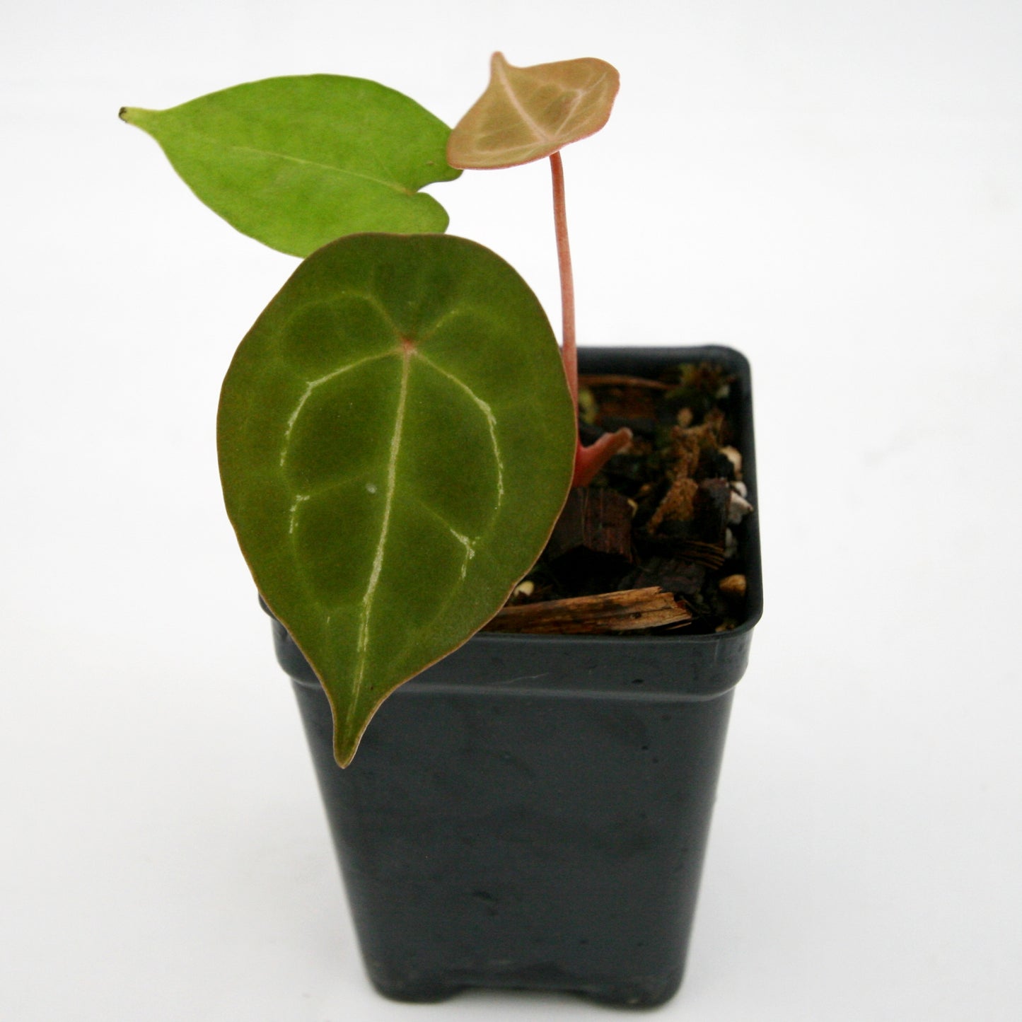 Anthurium forgetii