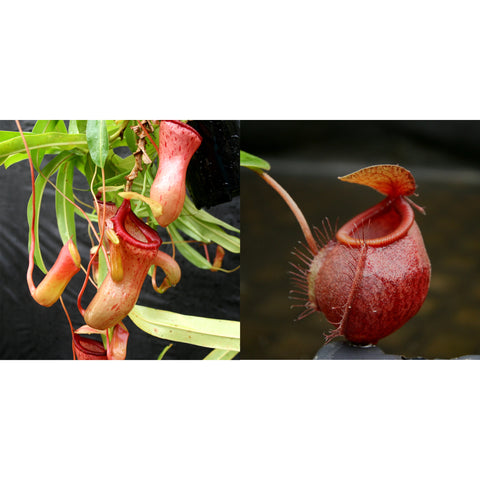 Seed pod of Nepenthes ventricosa BE x undulatifolia showing red tubular pitchers and a close up red pitcher