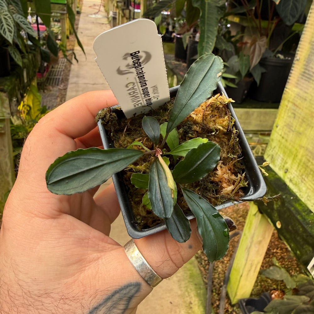 es5138] Bucephalandra Super Blue – Carnivero
