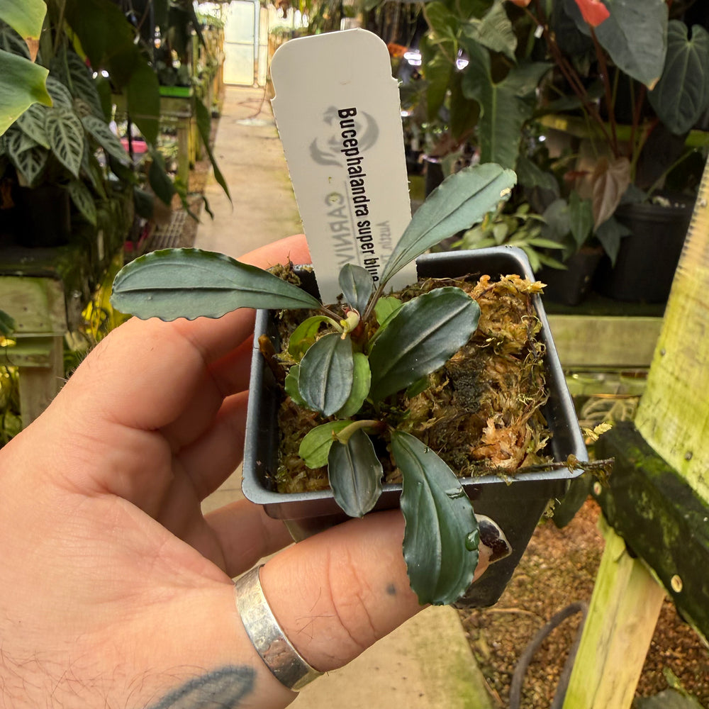 es5138] Bucephalandra Super Blue – Carnivero