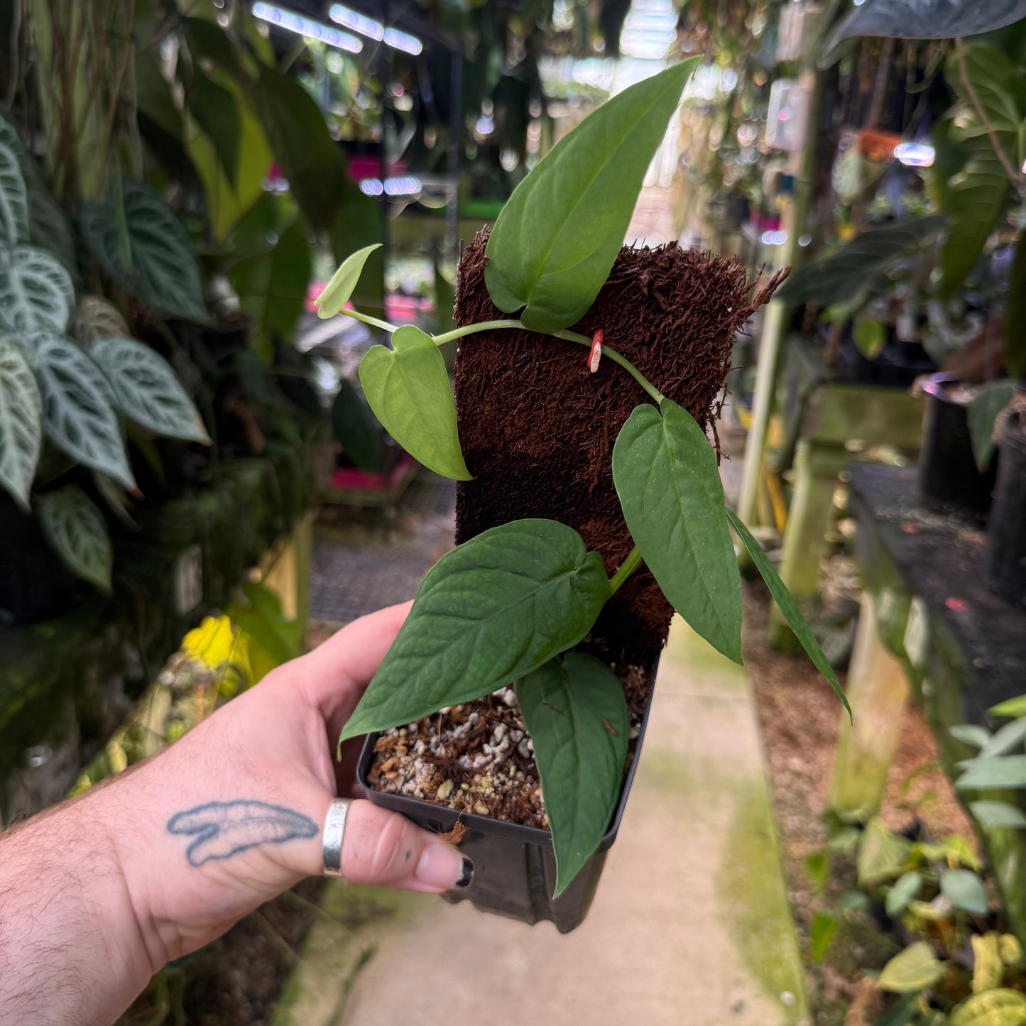 [es5179] Monstera filamentosa