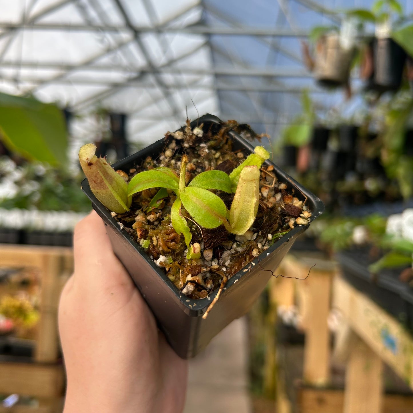 Nepenthes veitchii ((m) grex #2 x 'Cobra'), CAR-1002