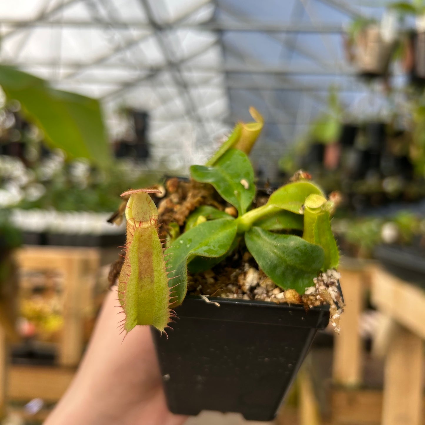 Nepenthes veitchii ((m) grex #2 x 'Cobra'), CAR-1002 – Carnivero Nepenthes veitchii ((m) grex #2 x 'Cobra'), CAR-1002 – Carnivero