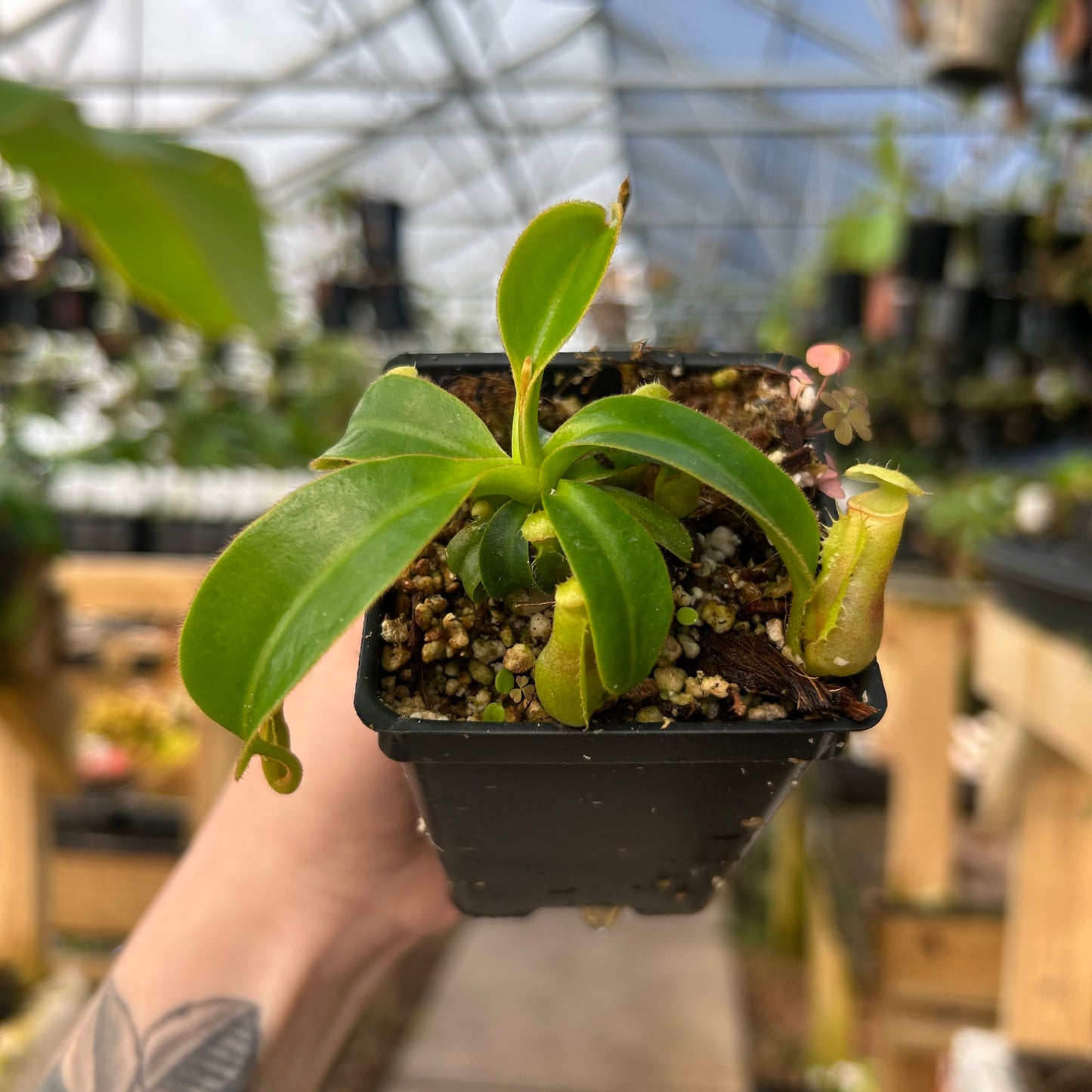 Nepenthes [(maxima x campanulata) x veitchii 'The Wave'] x macrophylla, CAR-0952