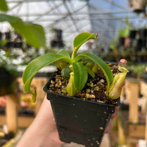 Nepenthes maxima campanulata veitchii The Wave macrophylla hybrid with a long pale pitcher in a small black pot.