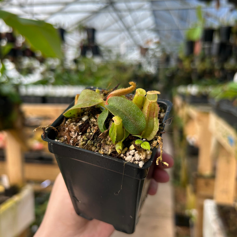Nepenthes veitchii, (