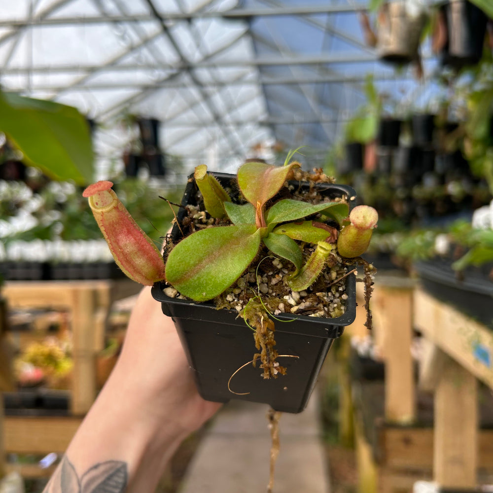 Nepenthes veitchii, (