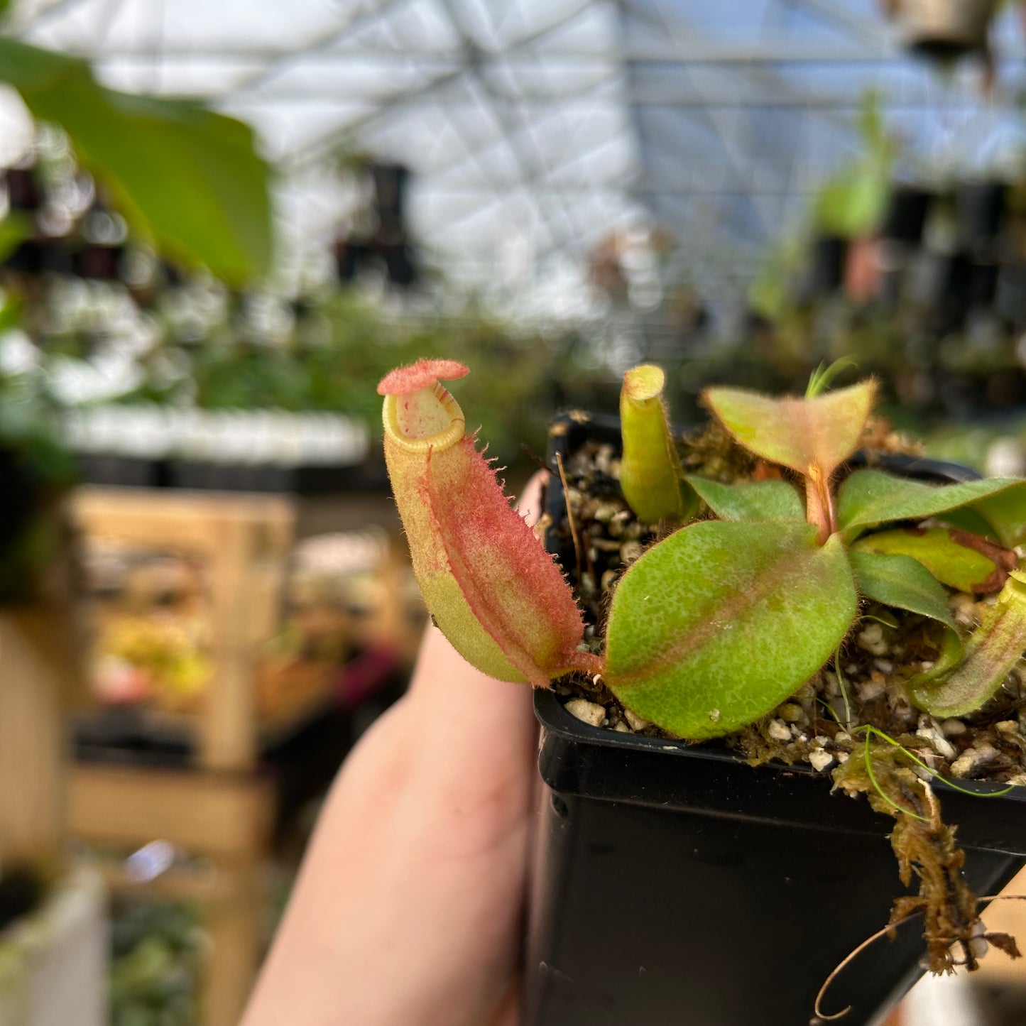 Nepenthes veitchii, (Orange x BE-3734), CAR-1000