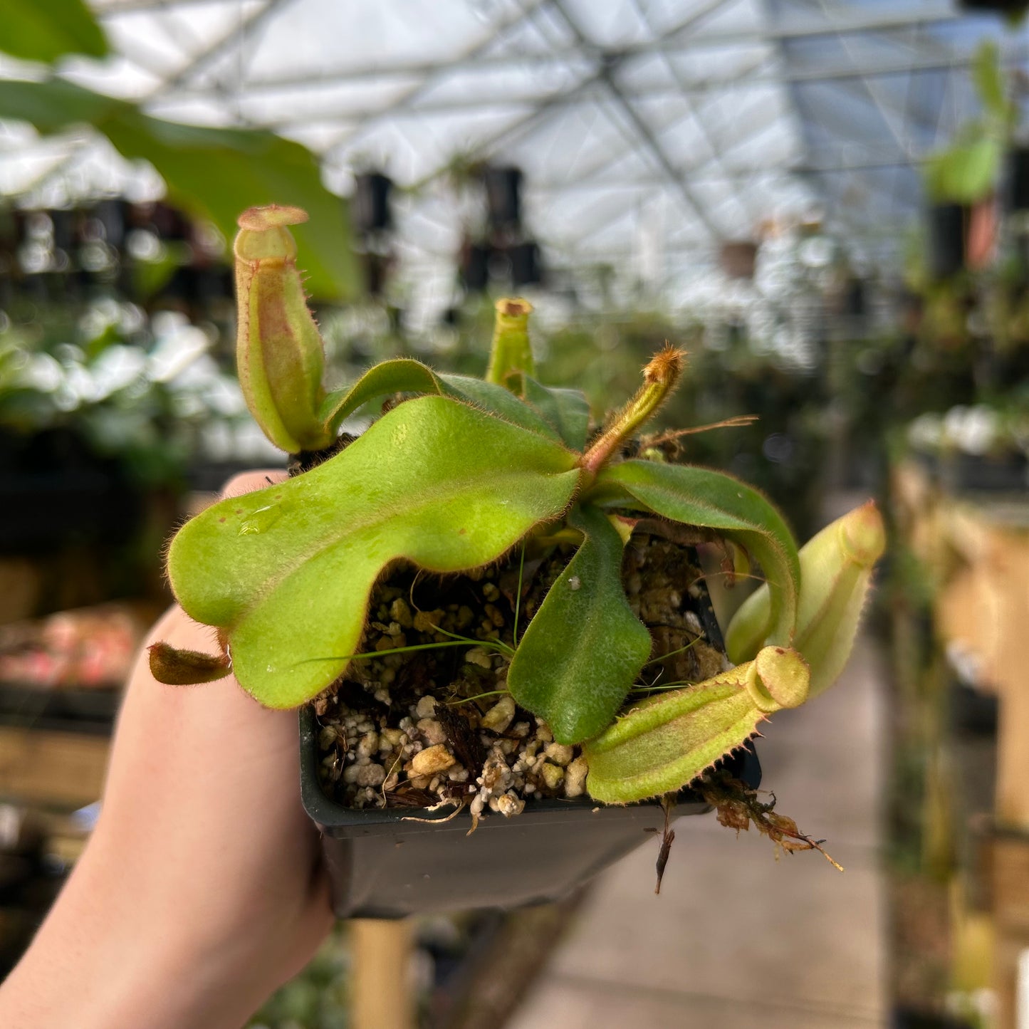 Nepenthes veitchii, ( Nepenthes veitchii, (