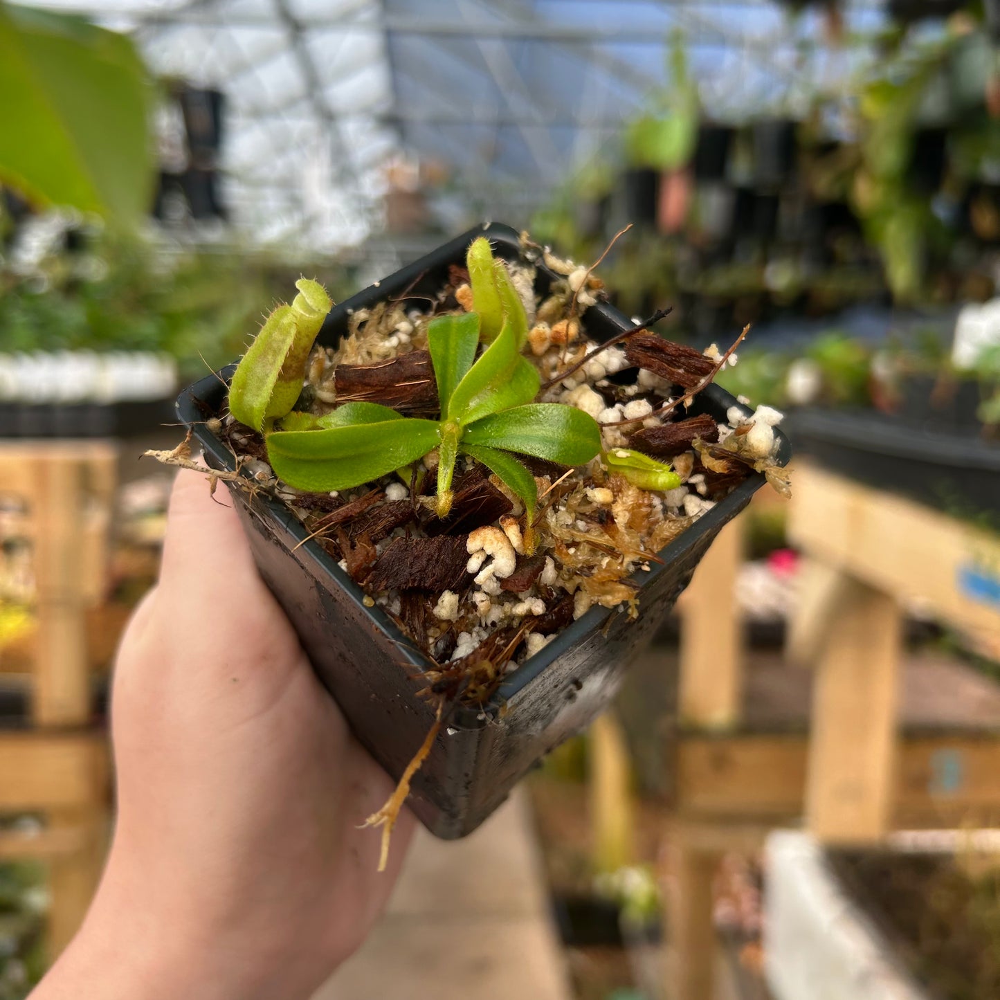 Nepenthes veitchii ('Bario' BE-4033 x 'Candy Dreams'), CAR-0738