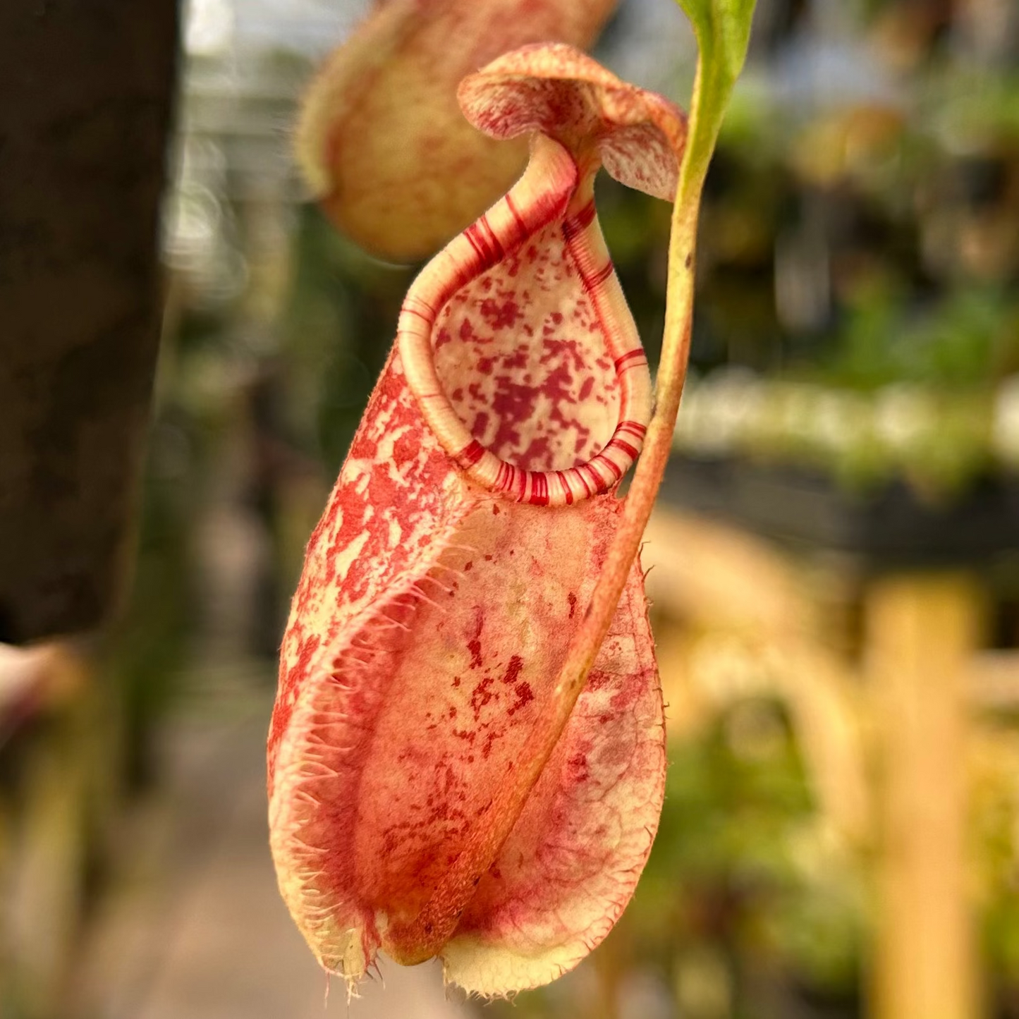 Nepenthes (Viking x rafflesiana) x Trusmadiensis, CAR-0821