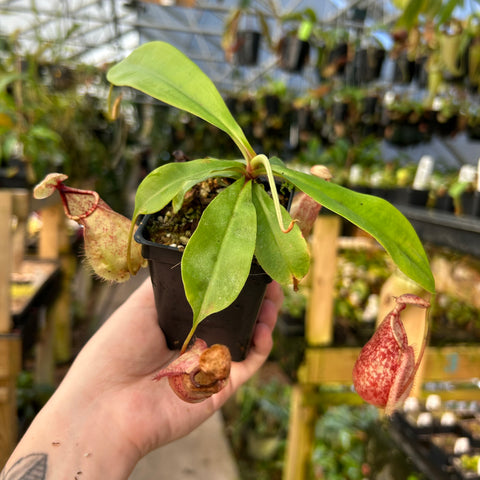 Nepenthes Viking x rafflesiana x Trusmadiensis plant with green leaves and red patterned pitcher traps