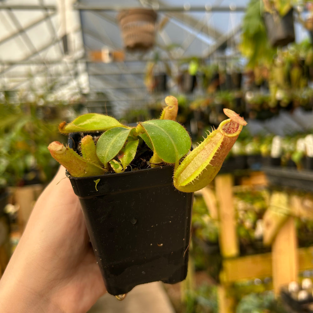 Nepenthes veitchii [BE-4033 x (Akazukin x Bareo)], CAR-0890