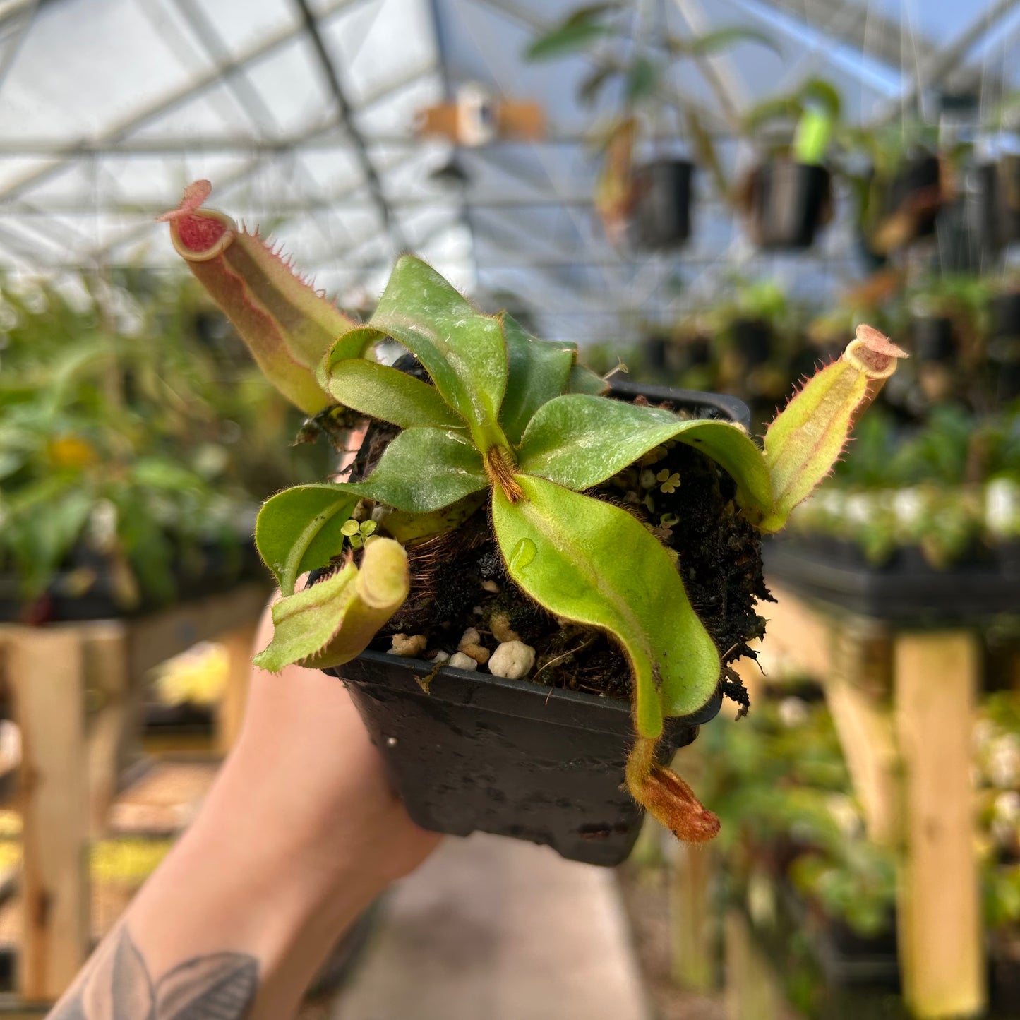 Nepenthes veitchii 'Big Mama' x bicalcarata, CAR-0988