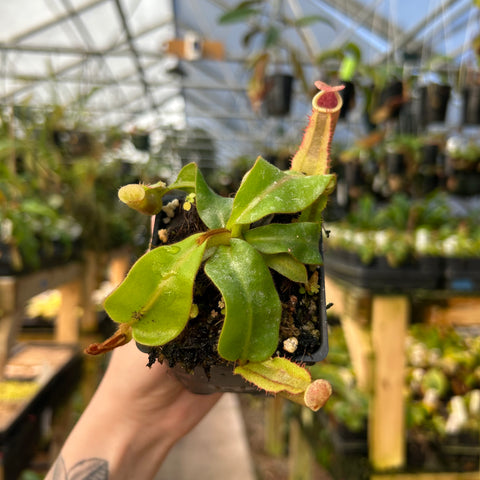 Nepenthes veitchii Big Mama x bicalcarata in a small pot with broad green leaves and a long curved pitcher showing a red interior