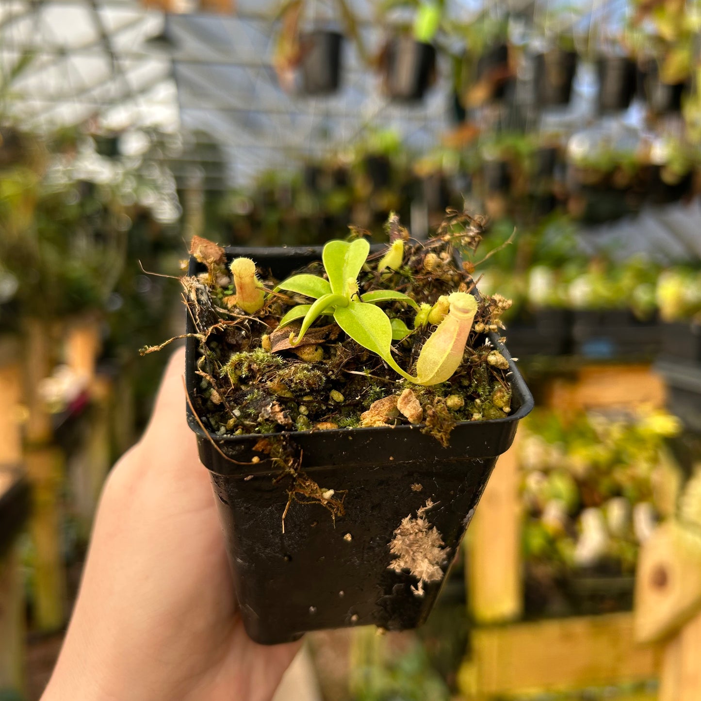 Nepenthes sibuyanensis "patches" x edwardsiana, CAR-0797