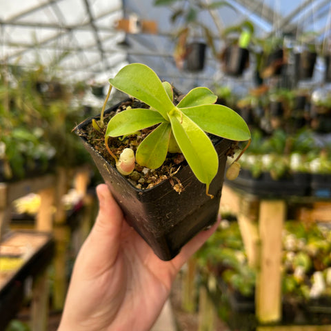 Nepenthes sibuyanensis patches x edwardsiana in a black pot with small pale pitchers, held in a greenhouse