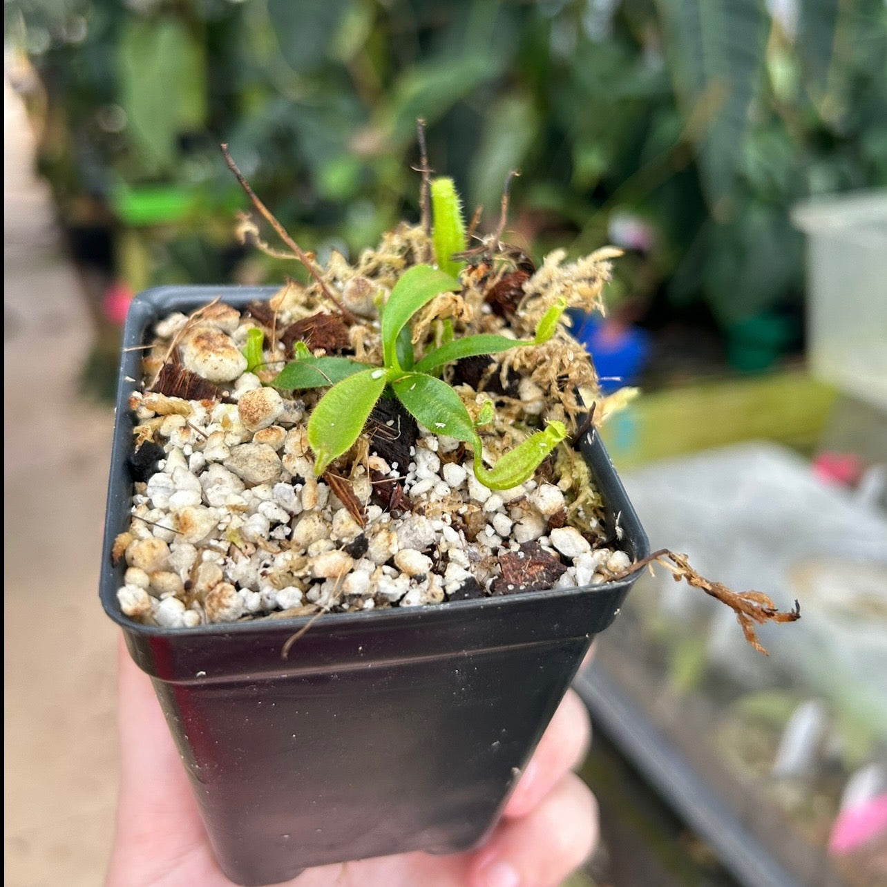 Nepenthes appendiculata x veitchii 'Pink Candy Cane' CAR-0507