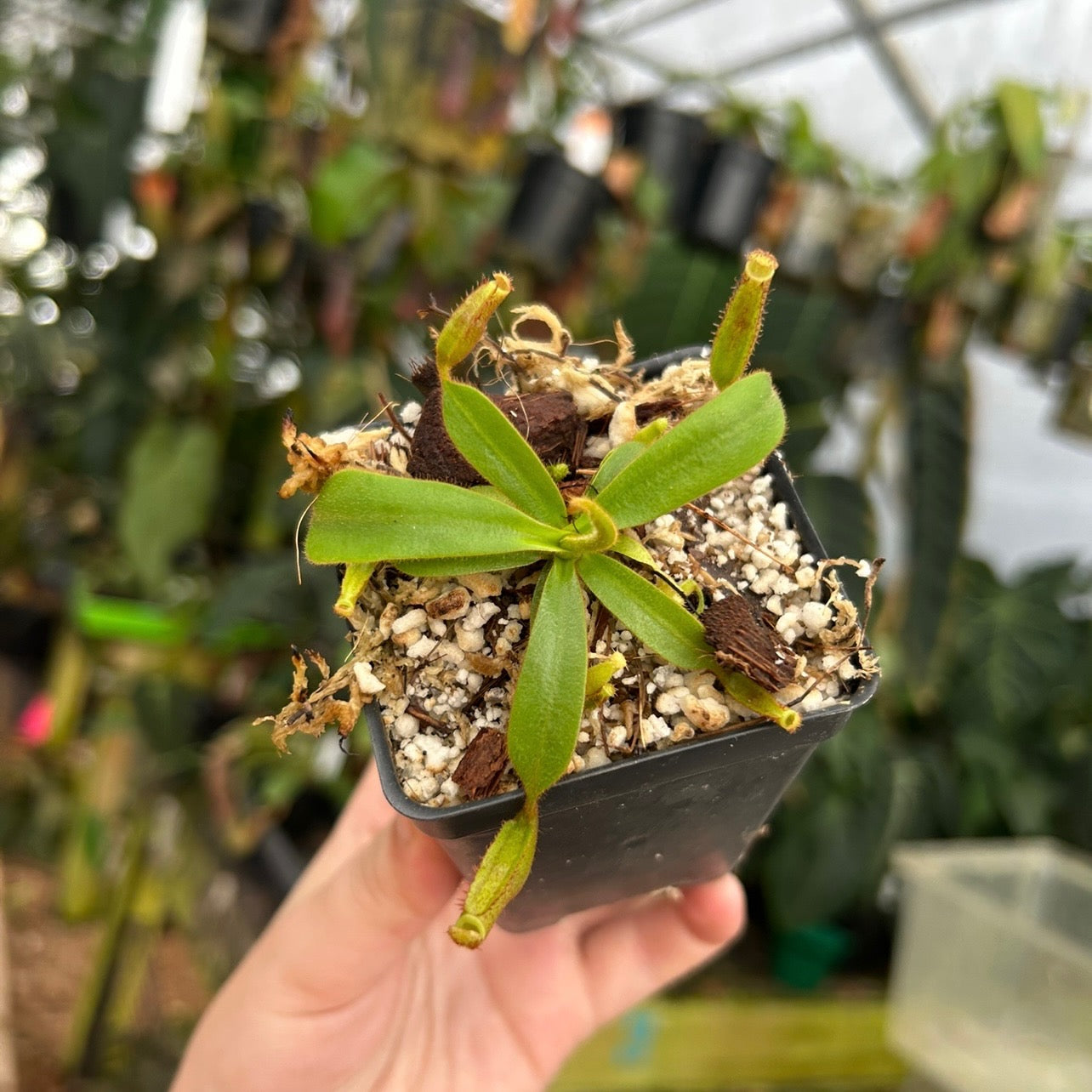 棘.PLANTS Nepenthes appendiculata x veitchii 'Pink Candy Cane' CAR-0507