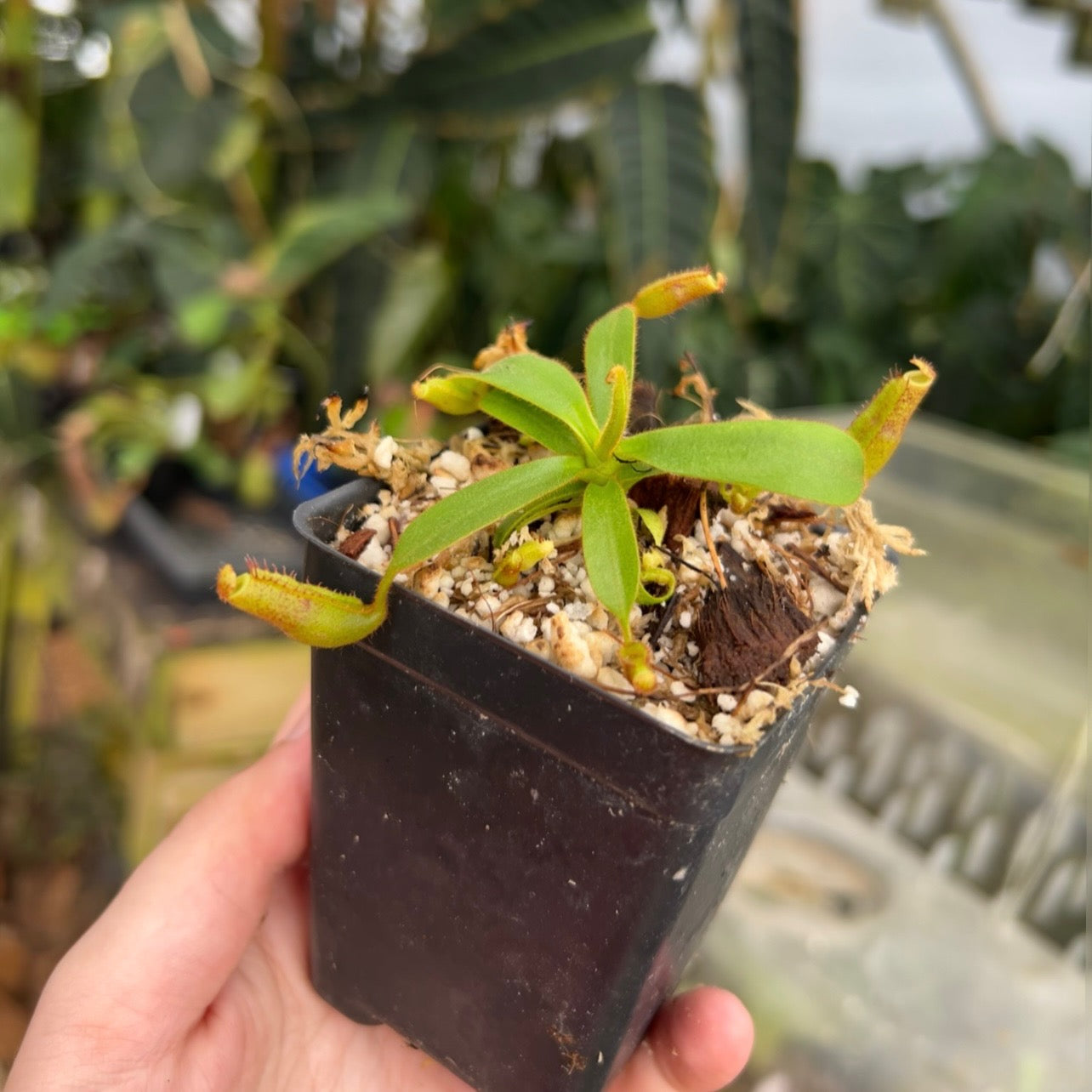 Nepenthes appendiculata x veitchii 'Pink Candy Cane' CAR-0507