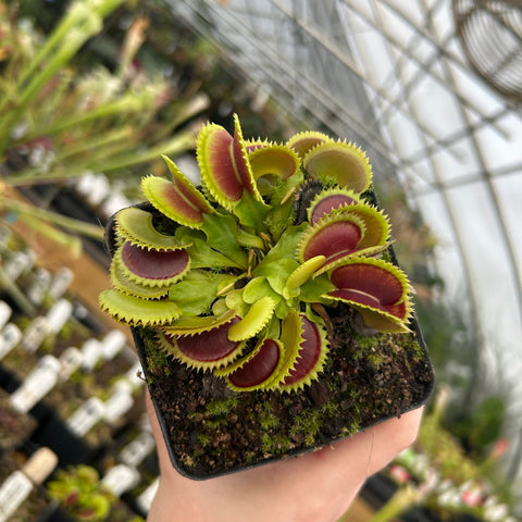 Dracula cultivar Venus flytrap with curved red inner traps and bright green outer edges in a compact rosette.