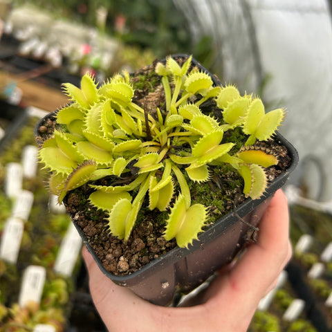 Werewolf Venus flytrap in a small pot held by hand showing bright lime traps with toothlike edges