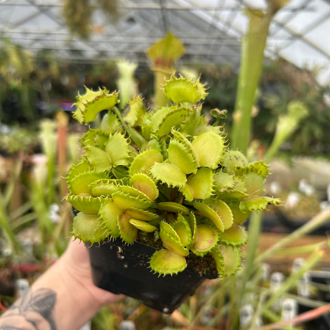 Venus flytrap Werewolf F2 plant in a black pot held by hand in a greenhouse