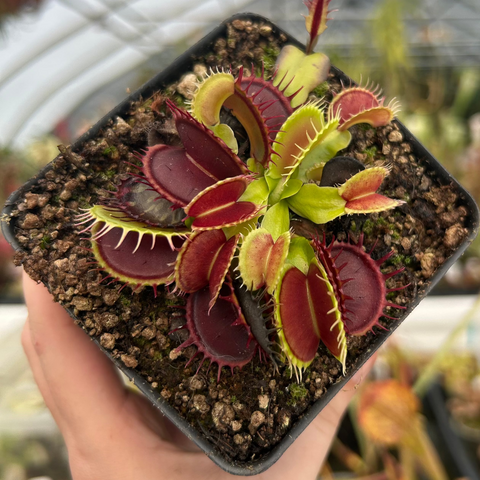 Predator Venus flytrap with burgundy traps edged in lime green in a small pot
