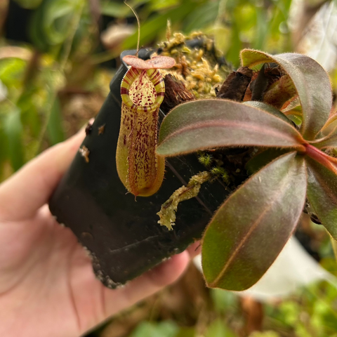 Nepenthes Song of Melancholy x mollis pitcher plant with a speckled brown pitcher and striped yellow and red peristome in a black pot