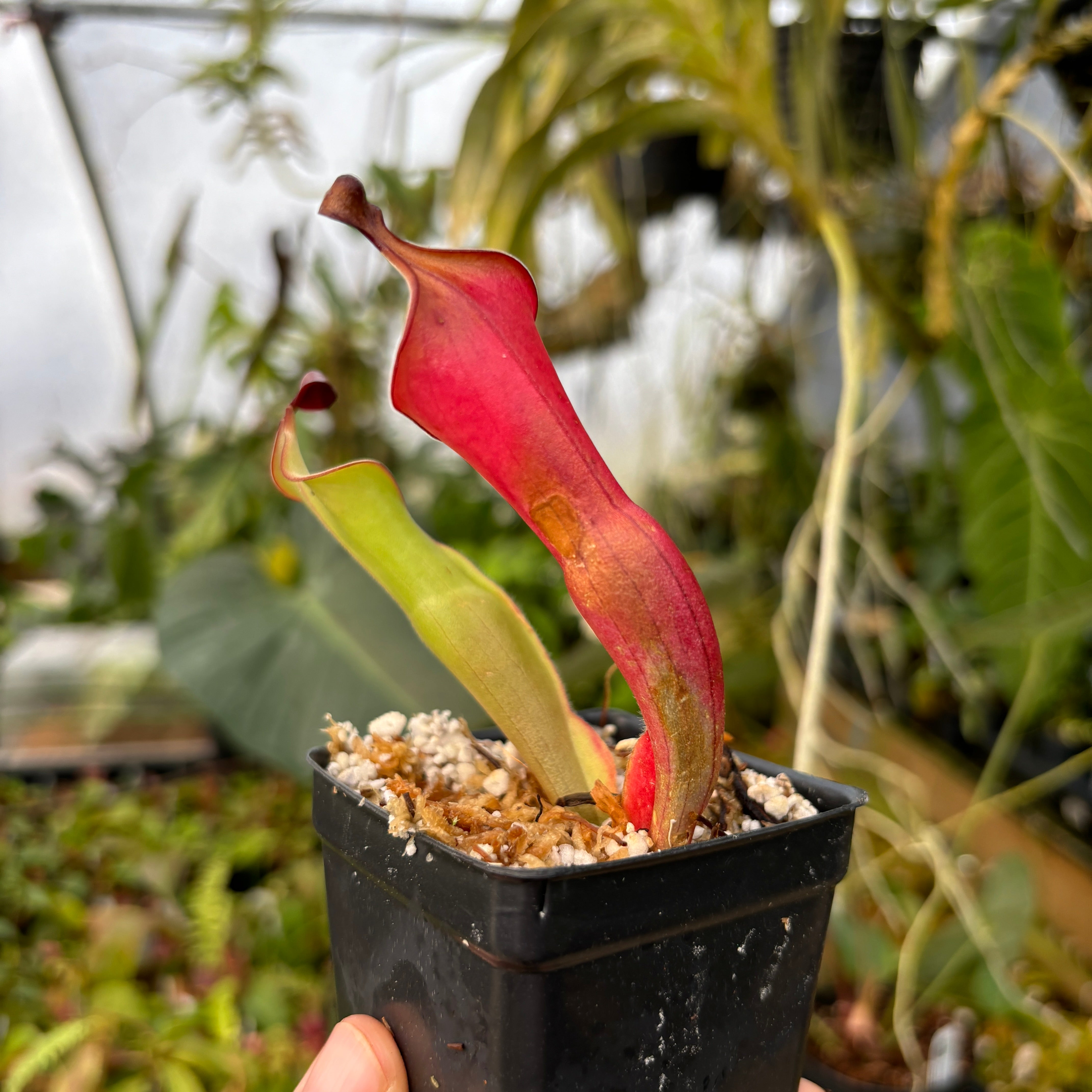 Heliamphora nutans (Giant Form) x nutans (Giant Form) – Carnivero