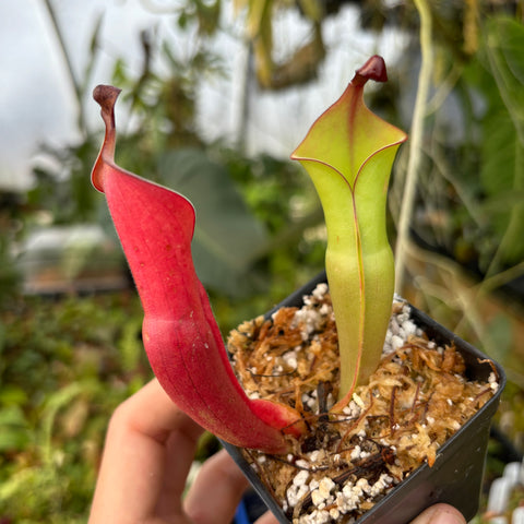 Two Heliamphora nutans giant form pitchers in a small pot, one vivid red and curved, the other lime green with red margins.
