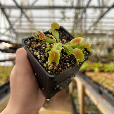 Venus flytrap Bloody Nurse in a small black pot with green traps and red-tinged interiors held in a greenhouse