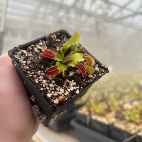 Venus flytrap Jaws cultivar in a small black pot with green leaves and red-edged trapping lobes