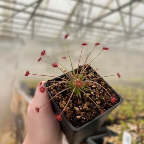 Drosera paradoxa sundew with slender leaves and red fringe-like sticky tentacles in a small pot
