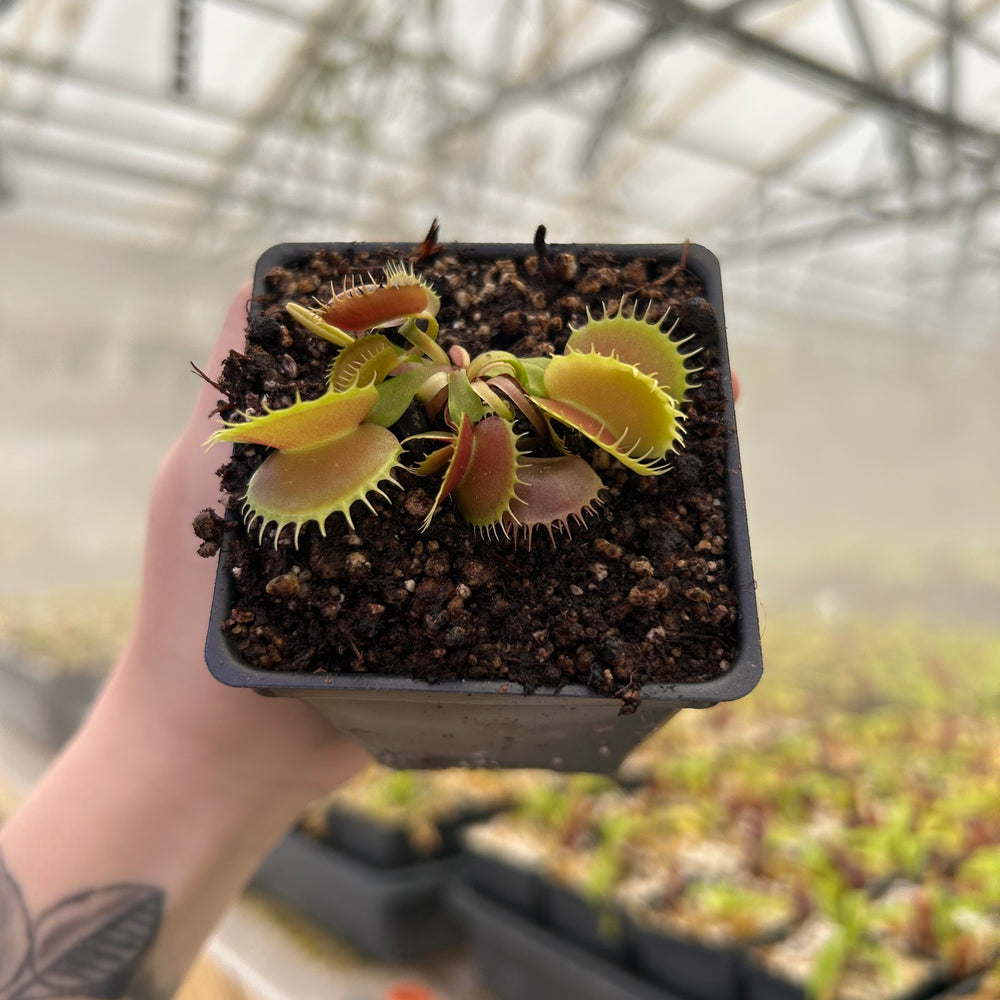 Venus Flytrap- Dionaea muscipula 'Bloody Nurse', IMP-0009 – Carnivero