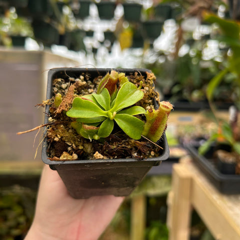 Nepenthes Redonkulas hybrid in a small pot with a rosette of green leaves and a pink pitcher on a slender tendril.
