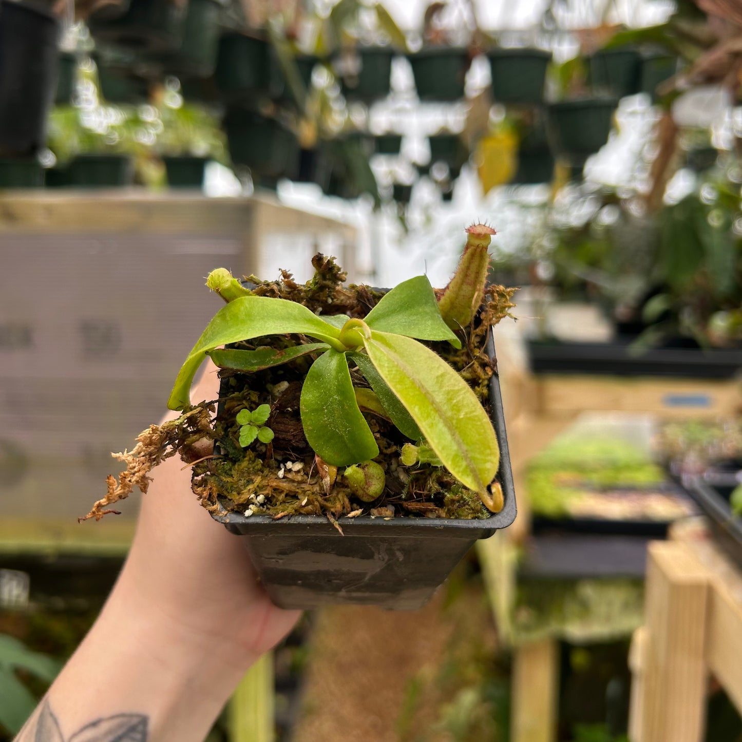 Nepenthes [(lowii x veitchii) x tiveyi] x 'Redonkulas', CAR-1056