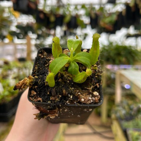 Nepenthes truncata hybrid with green upright pitchers and hairy margins in a small pot