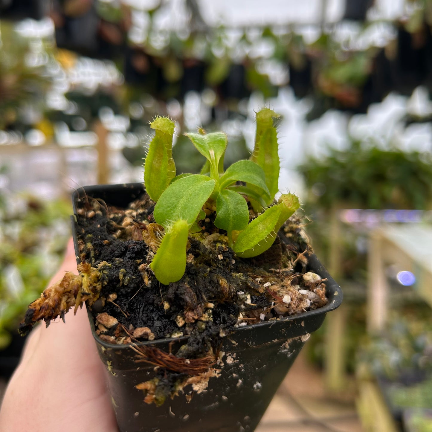 Nepenthes truncata [(d) x Pasian Red] x villosa, CAR-0938
