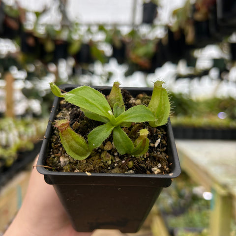 Nepenthes truncata Titan x aristolochoides plant in a small black pot with fleshy green leaves and developing pitchers.