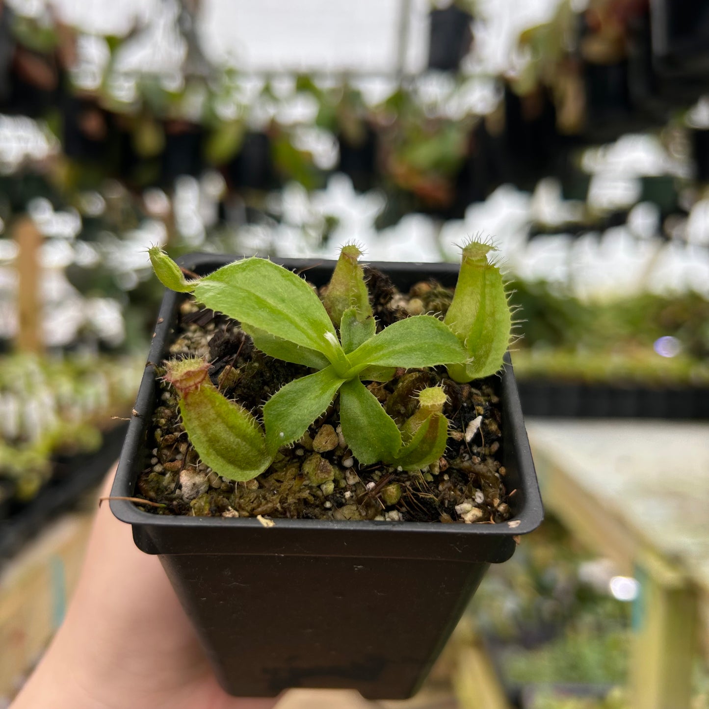 Nepenthes truncata Titan x aristolochoides, CAR-1011