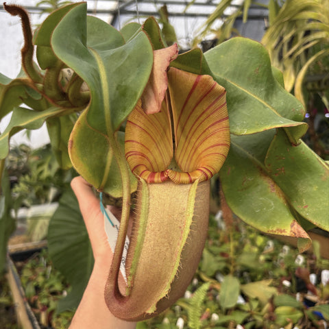 Nepenthes veitchii Maliau Basin XXL pitcher plant with a curved hanging pitcher and striped red yellow rim.